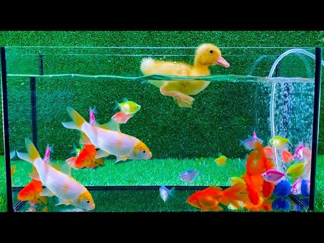 Baby Duck Duckling, Goldfish, Koi Carp Fish - cute baby animals videos