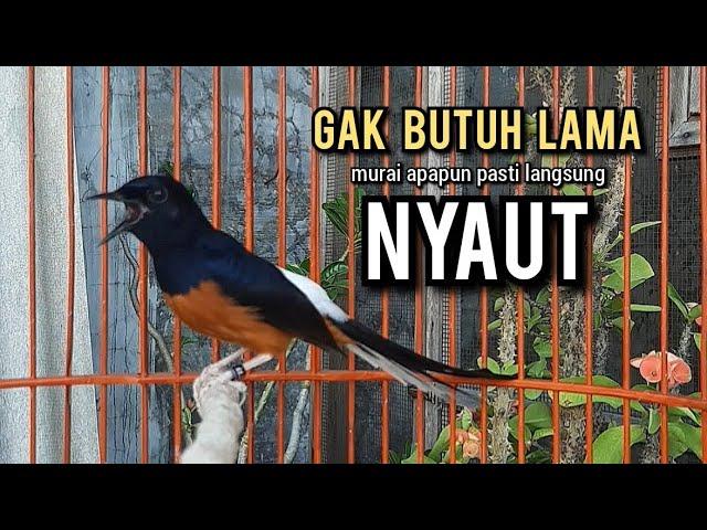 murai batu gacor AMPUH buat PANCINGAN murai batu agar bunyi JADIKAN burung murai gacor EMOSI NYAUT