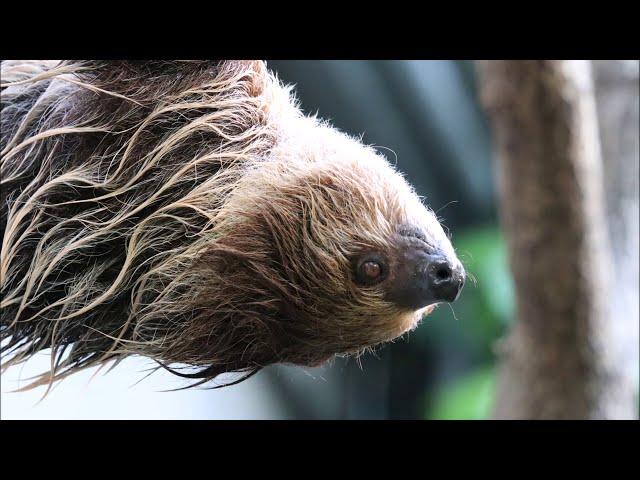 Faultier duscht im Tierpark Chemnitz