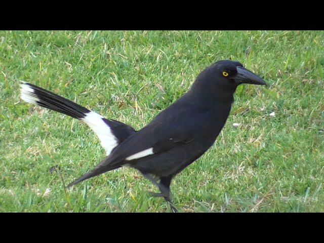 Pied currawong - Strepera graculina