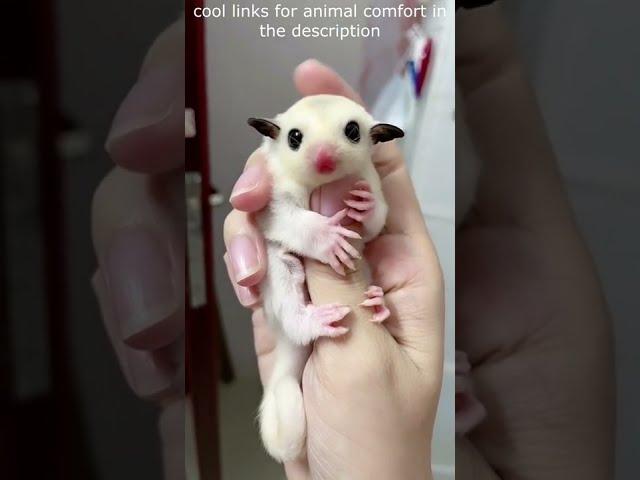 Top  Funny animals videos - Try Not To Laugh  - 104 #Shorts
