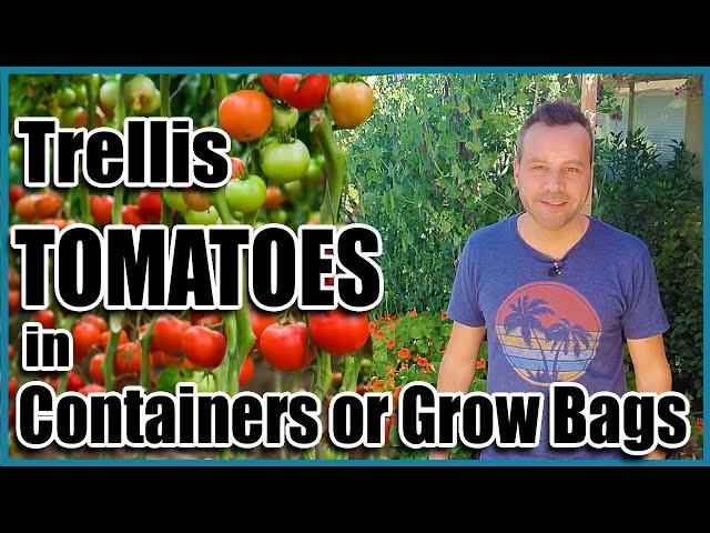 How to Grow Tomatoes in Containers or Grow Bags - Trellis Ideas for Indeterminates