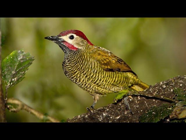 Golden Olive Woodpecker