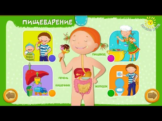 Анатомия для детей - строение тела человека просто и понятно