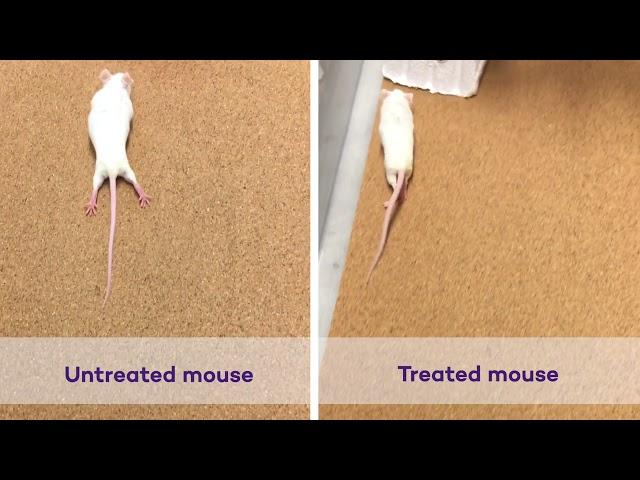 Successfully Repairing Severe Spinal Cord Injuries: No Treatment vs Treated