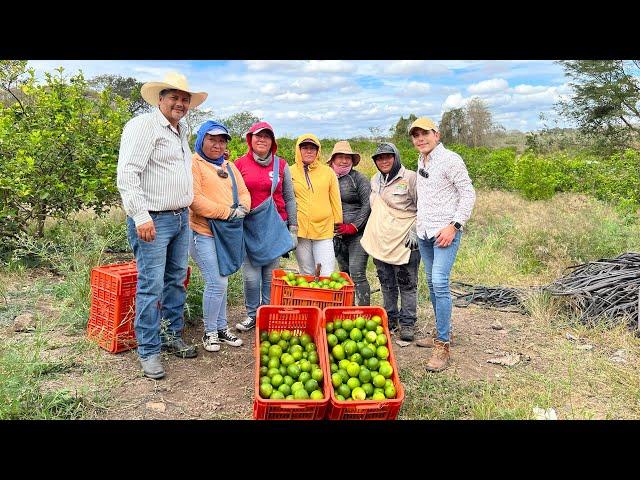 Huerta LIMÓN PERSA sin semilla | Como tener todo el año limones y amarre de frutos | Floración