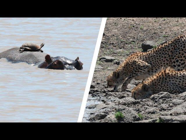 A Terrapin Riding a Hippo's Back VS Two Cheetah!