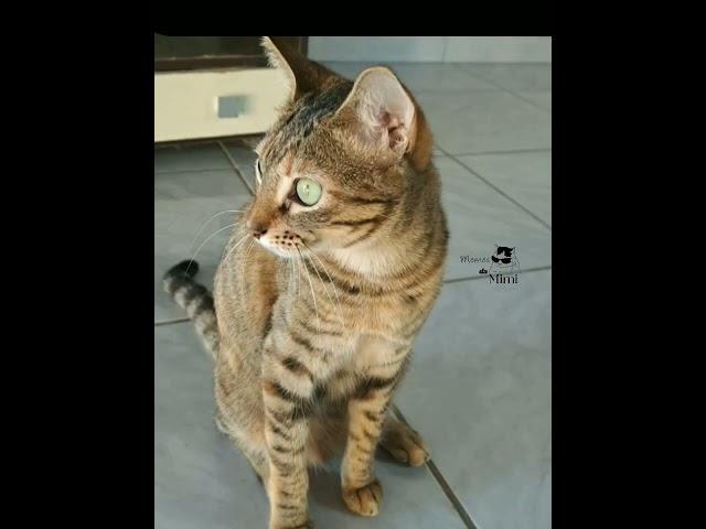 conheça o quarteto #fyyyyyy #memes #naofloppa #cats @memesdamimi