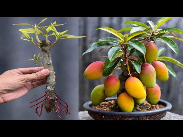 Grow Mango Cuttings By Applying Aloe Vera / How To Grow Mango Tree From Cuttings /Grow Mango Tree