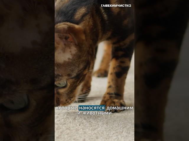 Как удалить пятна на ковре? #ковровыепокрытия #ковер #дом #уют #химчистка #главхимчистка