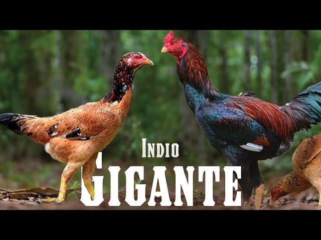 The World's Tallest Chicken: The Indio Gigante