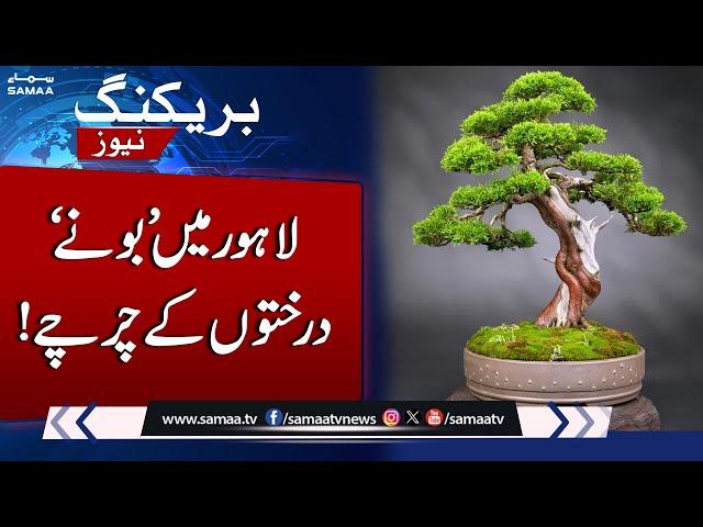 Discover the Beauty of Bonsai Trees at Jilani Park, Lahore  | SAMAA TV