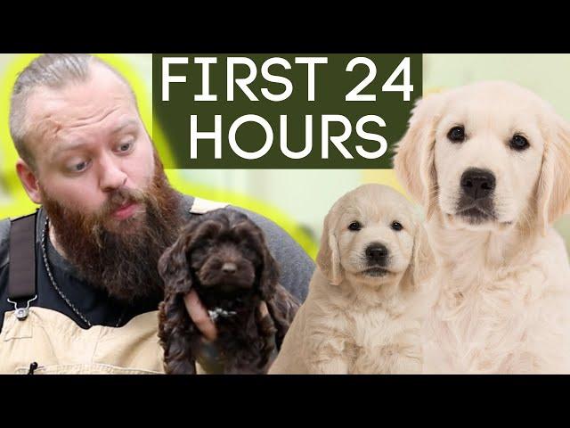 Puppy Training Made Easy! CRUSH the first 24 hours!