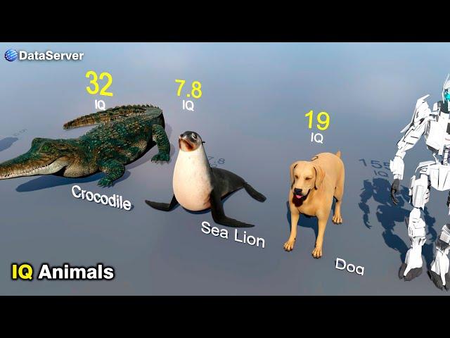 Animal Intelligence  Comparison | IQ