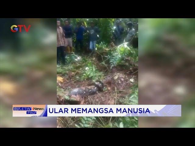 GEGER! Petani Wanita di Jambi Dimangsa Ular Piton saat Sadap Getah Karet #BuletiniNewsPagi 26/10