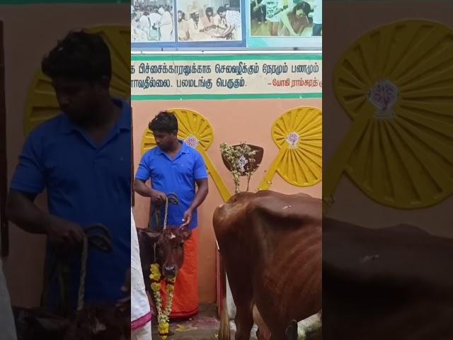 Gomadha Poojai at kanimadam Yogi Ramsuratkumar Manthralayam #yogiramsuratkumar #padhapoojai