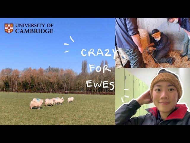 week in the life on farm rotation | Cambridge University vet student vlog 15