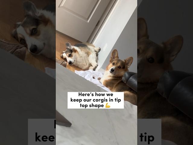 How I Keep My Corgis in Tip Top Shape #dog #corgi