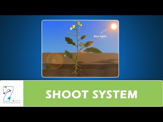 SHOOT SYSTEM