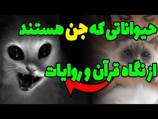 بعضی از حیواناتی که اطرافمان می بینیم جن هستند!!آنها کدامند؟