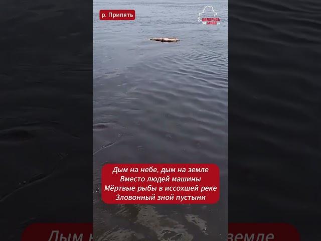 Беларус показал мор рыбы на Припяти. Причина не известна   #belarus #беларусь #рыбалка #экология