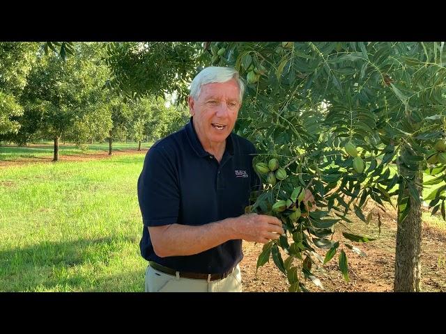 Tree Talk: Episode 3.7- The PAWNEE Pecan