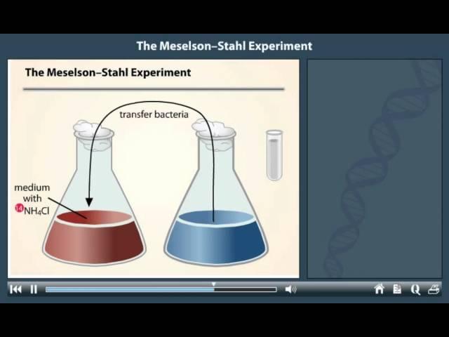 Meselson and Stahl Experiment Animation