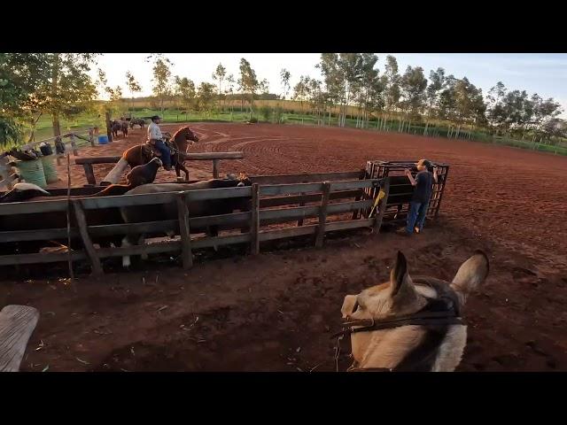 Team Roping Go PRO Hero 10