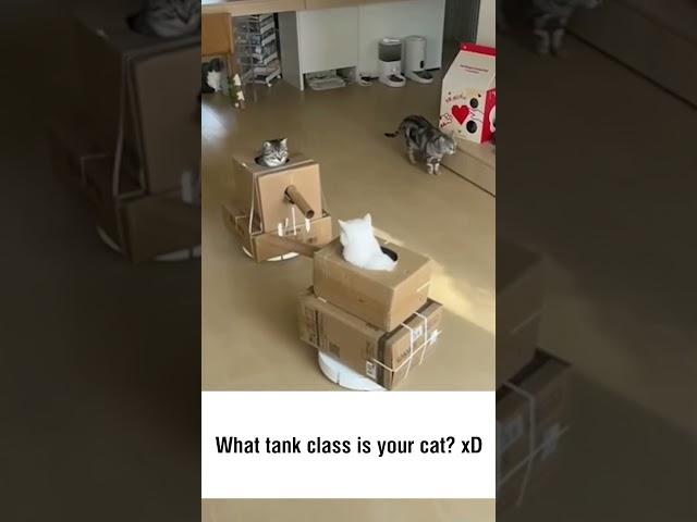 Cats in Tanks