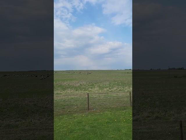 Калининградская область,  автодорога Черняховск-Калининград