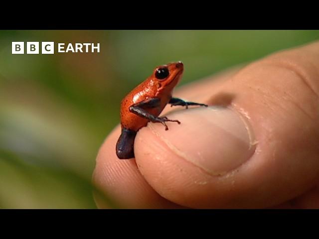 The Remarkable Wildlife of Costa Rica | Deep Into The Wild | BBC Earth