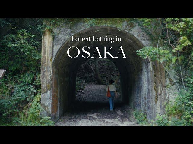 Quiet side of Osaka  Forest bathing in Minoh Park #shinrinyoku | Japan Vlog