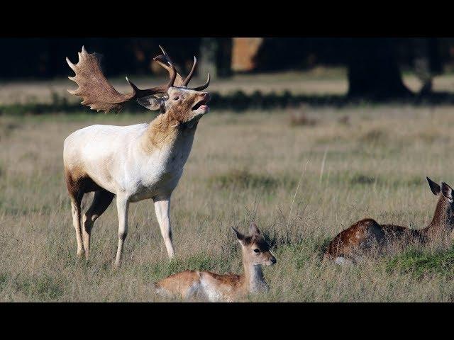 Fallow Deer Rut 2019