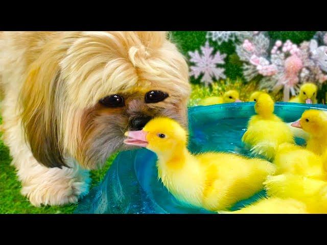 Funny Dog and ducklings