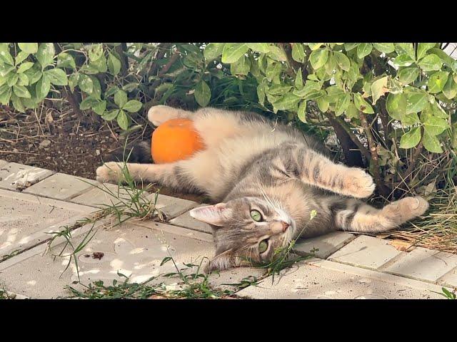 How Our Outdoor Cats Spend Their Summers