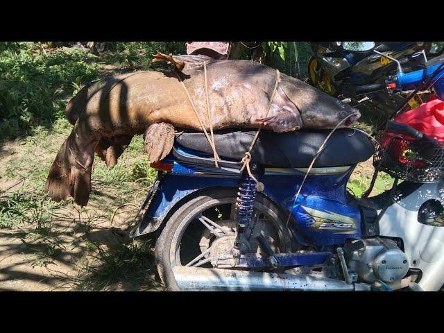 GILA !!! 35KILO !! BAUNG EKOR MERAH BUKIT TAGAR SUNGAI SELANGOR