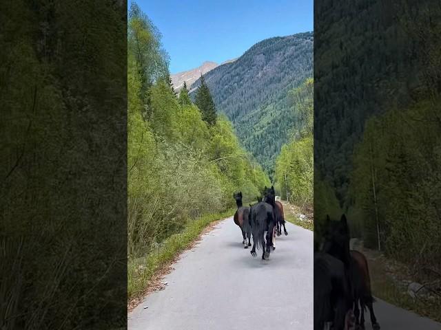 Алтай ️