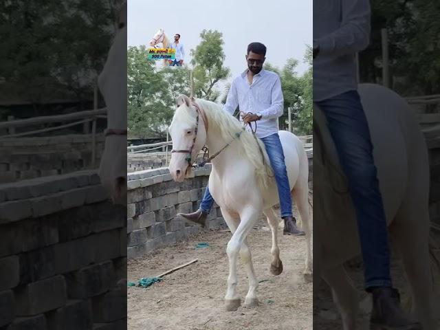 Riding on Stallion Rajveer 62+ #mitulpatelkaranasavfarm horselover 9824231927