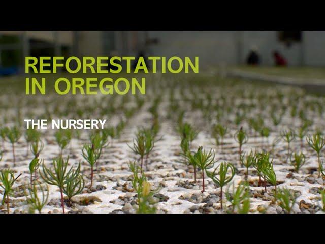 Reforestation in Oregon: The Nursery