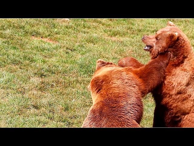 Epic Bear Fight