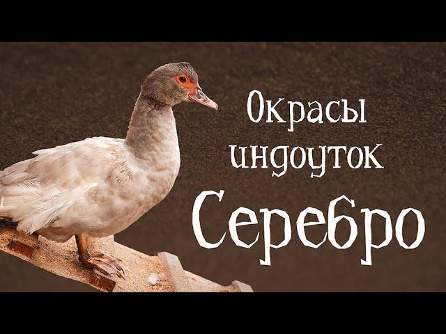 СЕРЕБРО. Окрасы индоуток: часть 7 - серебристый окрас. Окрасы мускусных уток