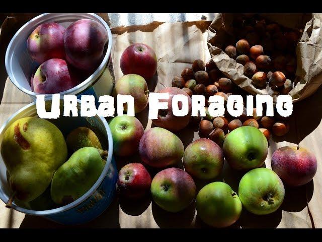 (The Northwest Forager) Ep. 7 Urban Foraging