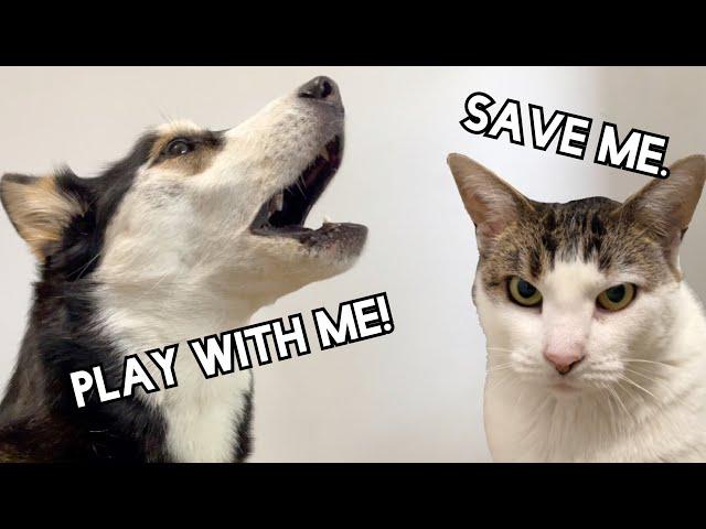 HUSKY Begs CAT To Play!