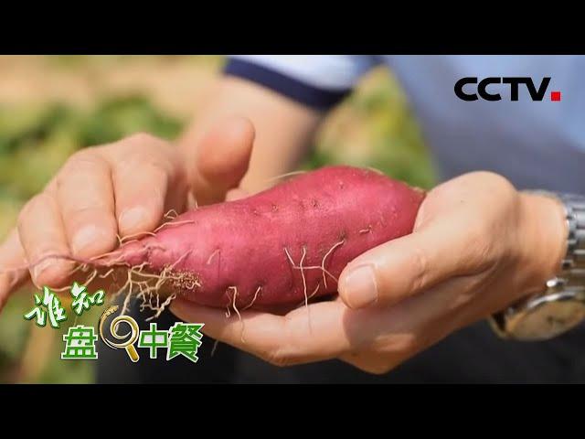 《谁知盘中餐》儋州地瓜 “娇”出来的好颜值 20200525 | CCTV农业