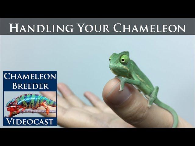 Handling Your Chameleon