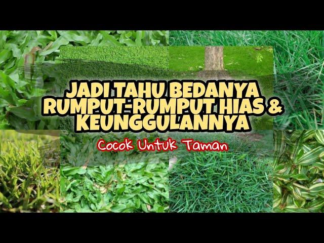 JENIS JENIS RUMPUT HIAS TERBAIK UNTUK TAMAN