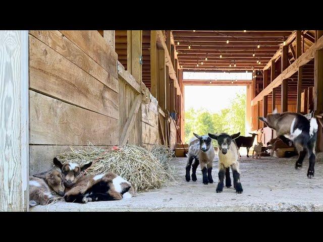 13 healthy new baby goats…feeling lucky!
