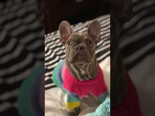 George G The Frenchie #george #frenchie #dogdad
