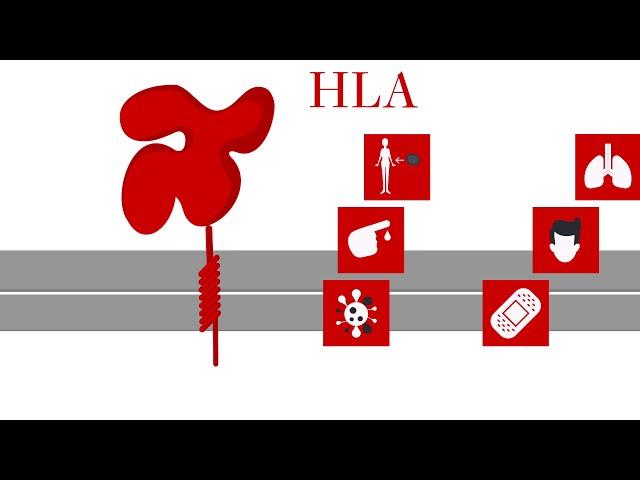 HLA-Typed Primary Cells: The advantages of working with HLA in drug development research