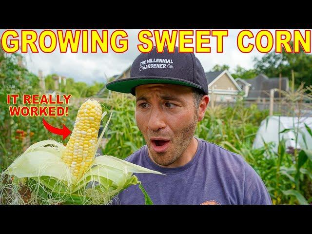 Your Corn Will LOVE You For This: 4 Tips to Grow Corn Like A Pro!